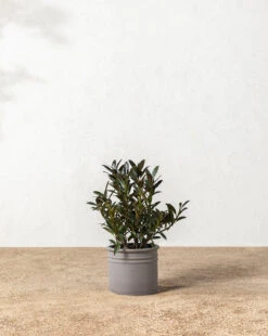 Bolton Ceramic Planter -Bloomingville Shop 20220110 Outdoor 010 0bda3253 a98d 49a6 bc9f ab08614a7b4c