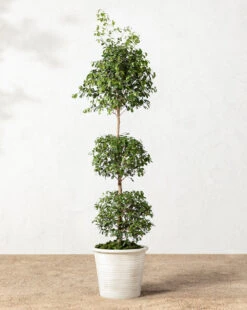 Canton Ceramic Planter -Bloomingville Shop 20220110 Outdoor 011 bb213e8e 7b28 449c 8fea 1b8e3c997358