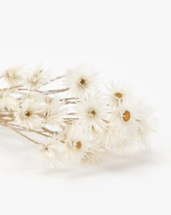 Dried Daisy Flowers 7 Dried Daisy Flowers -Bloomingville Shop DriedDaisyFlowers MDCR2681 WHT OS D1