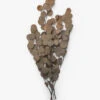 Dried Natural Eucalyptus -Bloomingville Shop DriedNaturalEucalyptus MDCR2779 KAK OS MAIN T