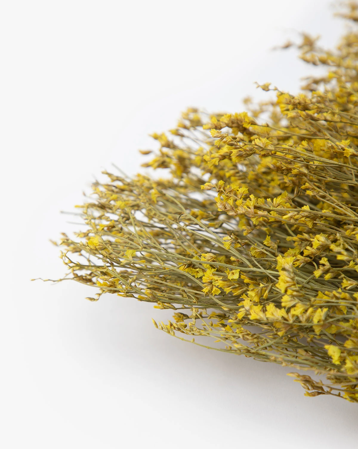 Dried Natural Pearl Grass Bunch 4 Dried Natural Pearl Grass Bunch - Image 2