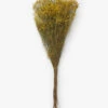 Dried Natural Pearl Grass Bunch -Bloomingville Shop DriedNaturalPearlGrassBunch MDCR2780 NAT OS MAIN T